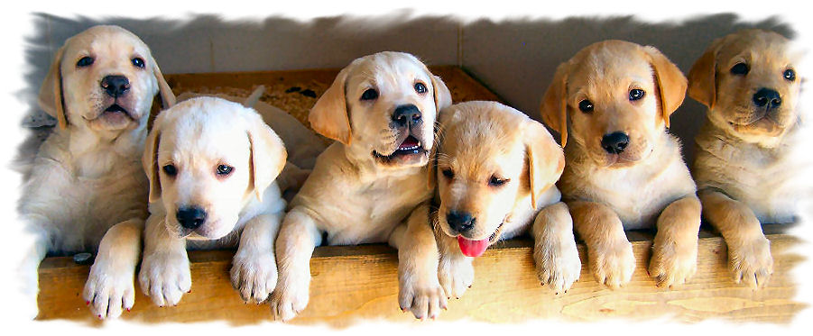 golden retriever yellow lab puppies